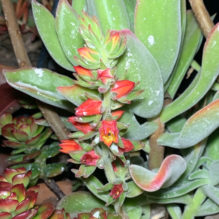 Plant image Echeveria Coccinea