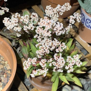 Crassula orbicularis var. rosularis