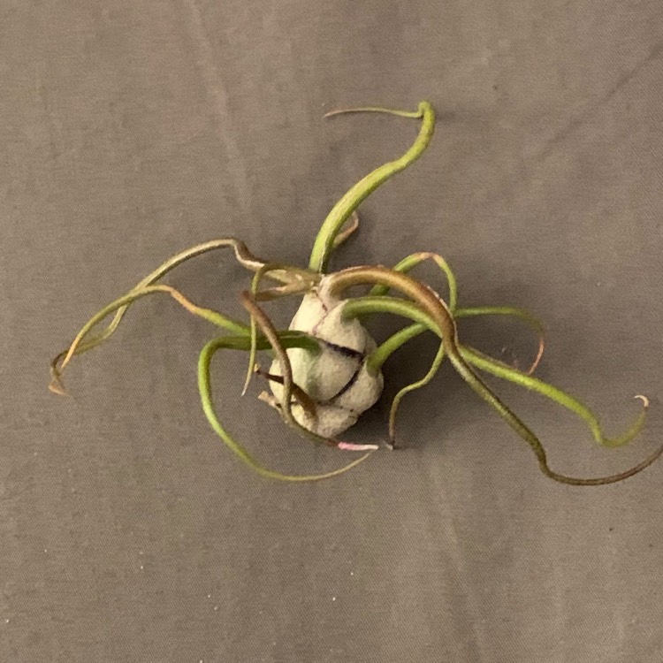 Plant image Tillandsia bulbosa