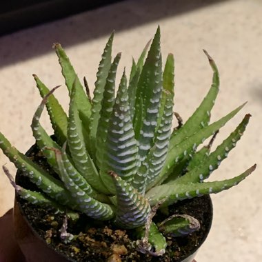 Haworthia fasciata var. variegata