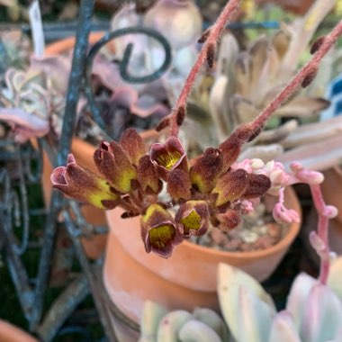 Kalanchoe Tomentosa 'Chocolate Soldier'