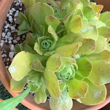 Aeonium Urbicum