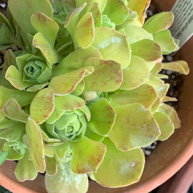 Plant image Aeonium Urbicum