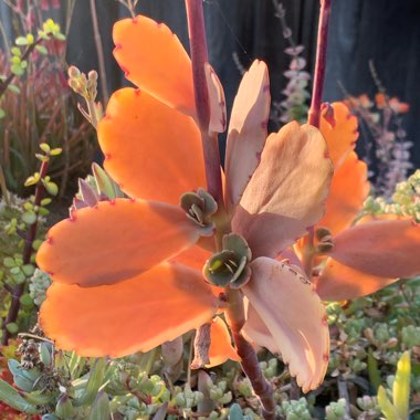 Kalanchoe fedtschenkoi 'Variegata'