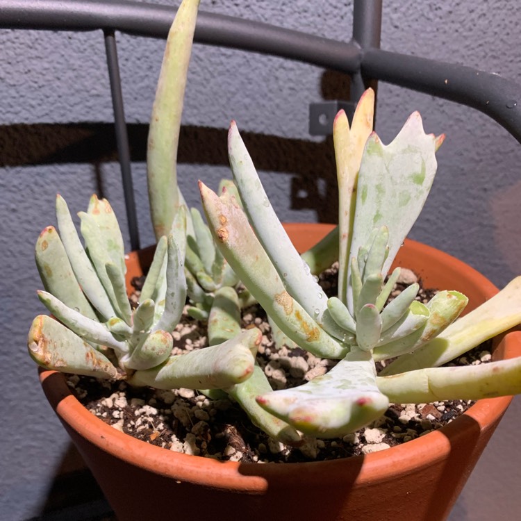 Plant image Cotyledon orbiculata 'Elk Horns'