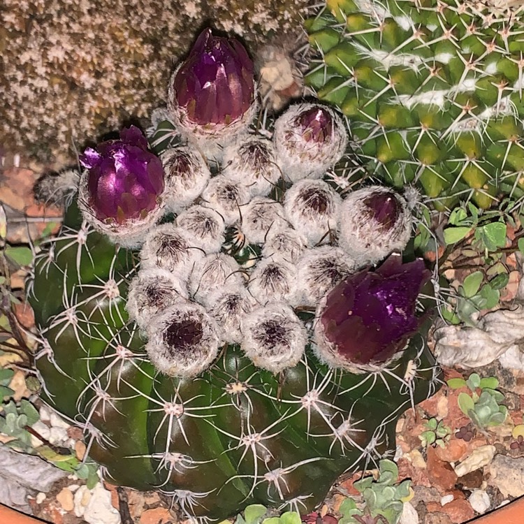 Plant image Notocactus ubelmannianus syn. Parodia werneri