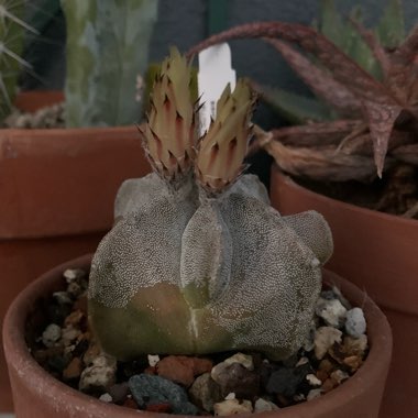 Astrophytum myriostigma