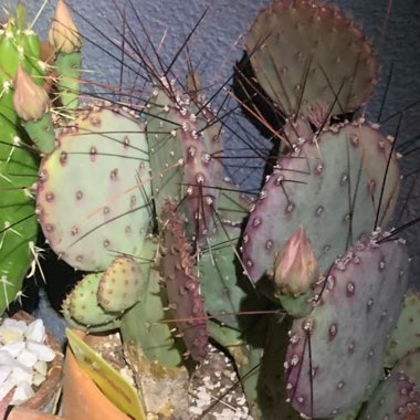 Opuntia violacea var. macrocentra