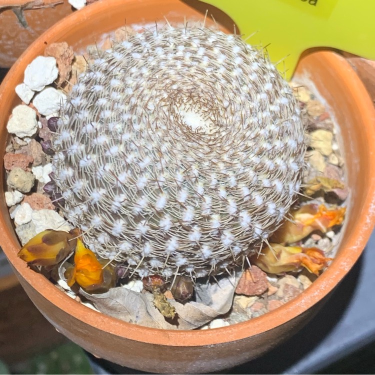 Plant image Rebutia arenacea syn. Sulcorebutia arenacea