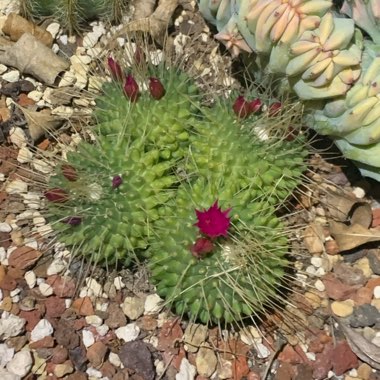 Mammillaria spinosissima 'Un Pico'