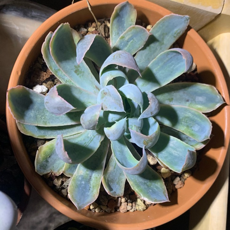 Plant image Echeveria Blue Heron Variegata