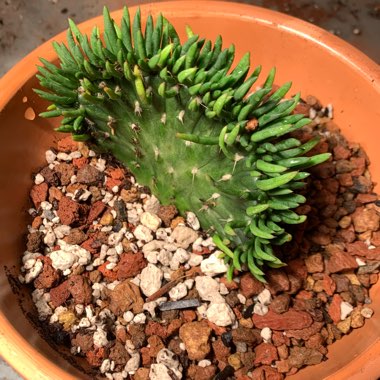 Opuntia subulata Cristata