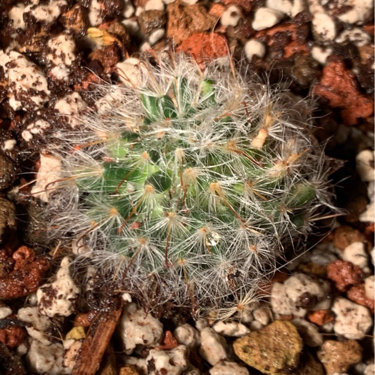 Plant image Mammillaria bocasana 'Roseiflora'