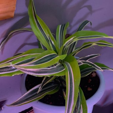 Dracaena deremensis 'Warneckii'