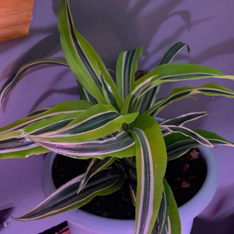 Plant image Dracaena deremensis 'Warneckii'