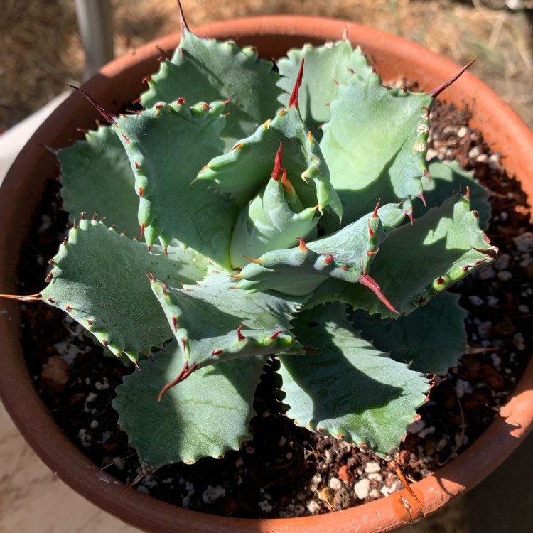 Plant image Agave Isthmensis