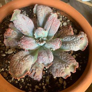 Echeveria Linguas