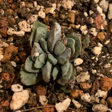 Crassula tecta syn. Crassula decipiens