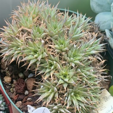 Deuterocohnia brevifolia