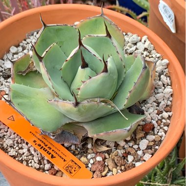 Agave parryi var. 'Truncata'