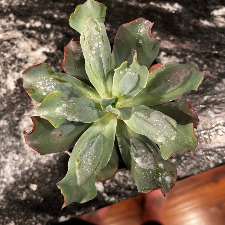 Plant image Echeveria Blue Spur