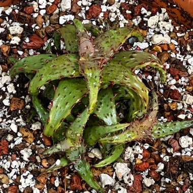 Aloe castilloniae