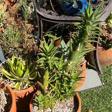 Climbing Aloe