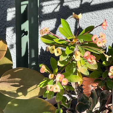 Euphorbia Milii 'Neptune'