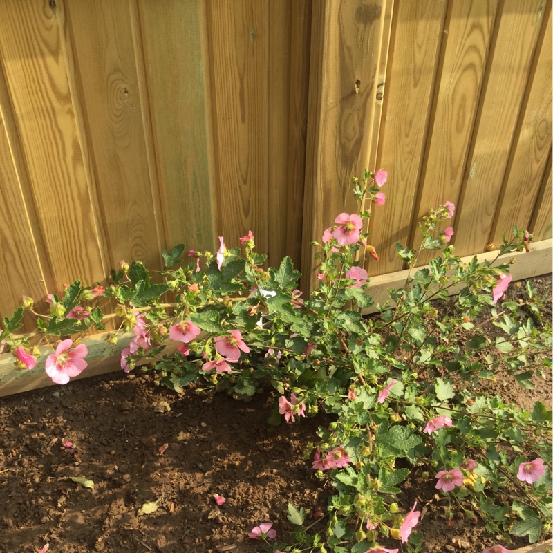 Plant image Anisodontea capensis