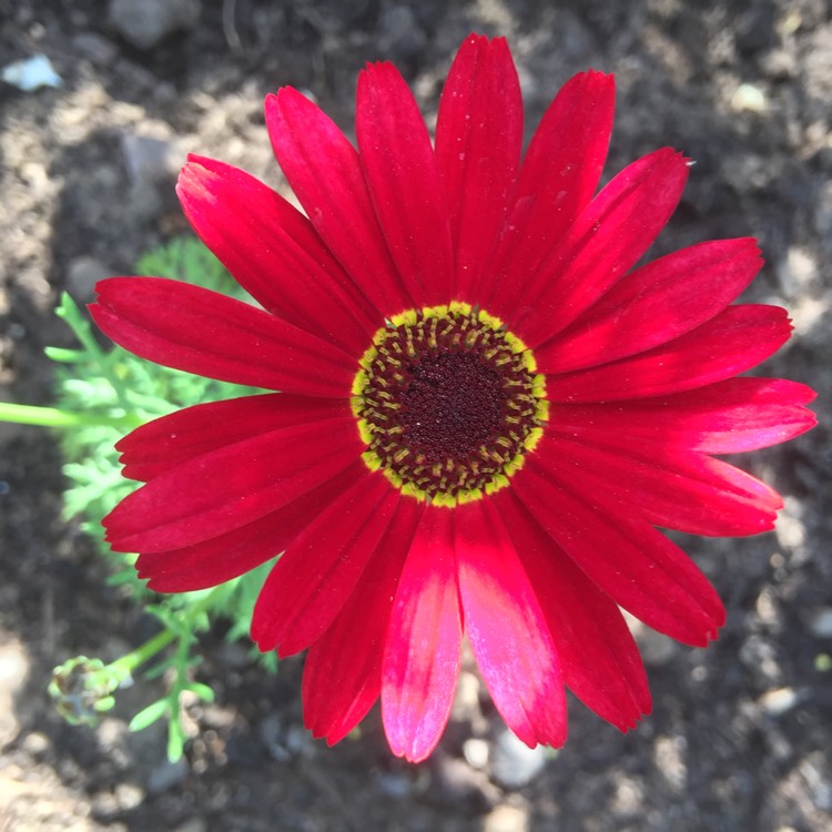 Plant image Argyranthemum 'Grandaisy Red'