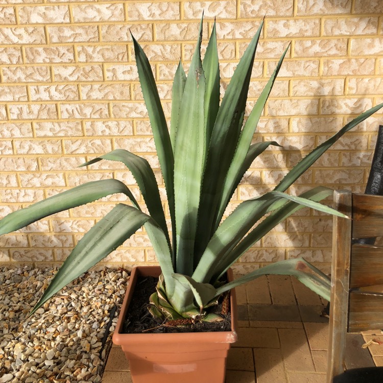 Plant image Agave tequilana