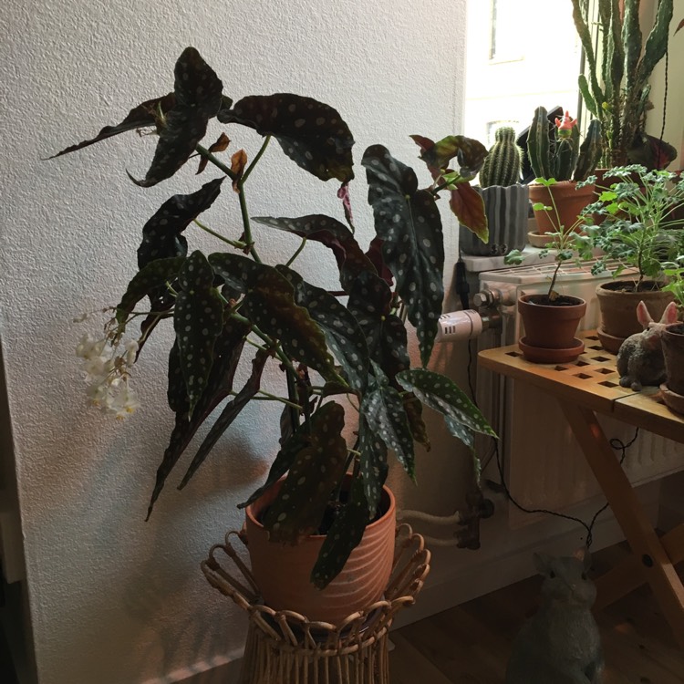 Plant image Begonia Maculata 'Wightii'