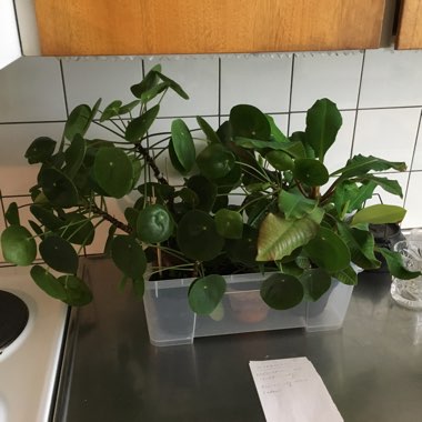 Chinese Money Plant