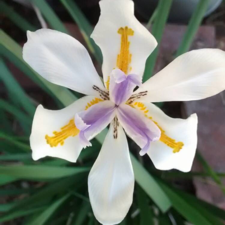 Plant image Dietes iridioides syn. Moraea iridioides, Moraea vegeta, Dietes vegeta