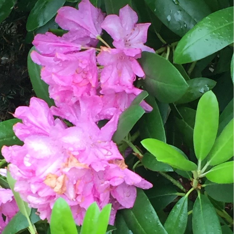 Plant image Rhododendron 'Aglo'