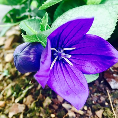 Platycodon grandiflorus 'Astra Blue' (Astra Series) syn. Campanula grandiflora 'Astra Blue'