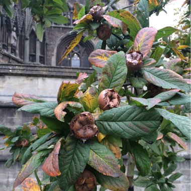 Mespilus germanica 'Nottingham'