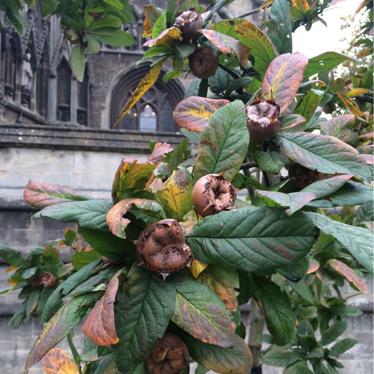 Plant image Mespilus germanica 'Nottingham'