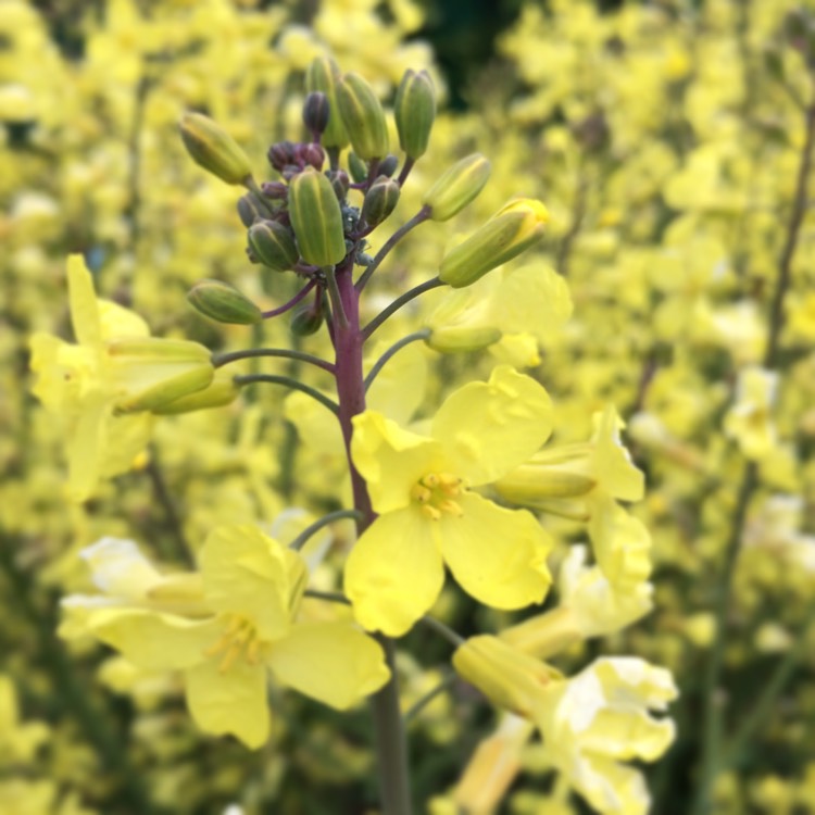 Plant image Brassica oleracea