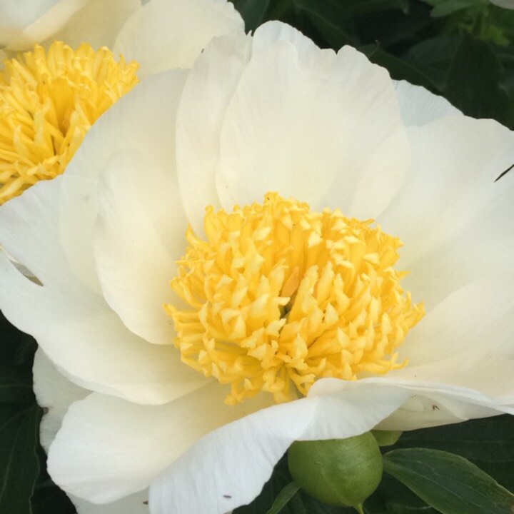 Plant image Paeonia 'Claire de Lune'