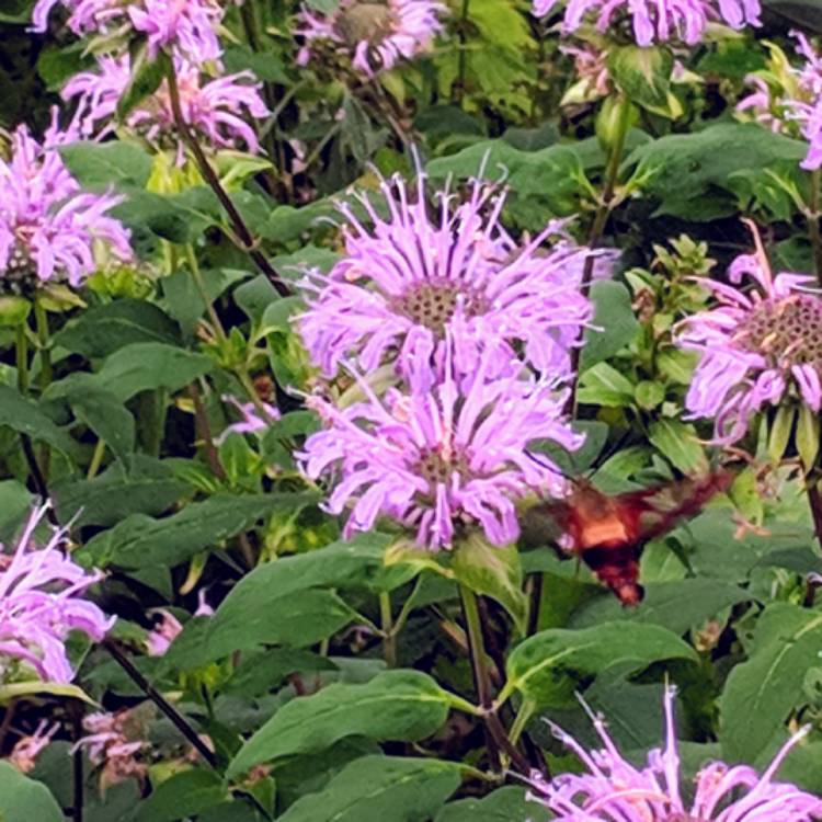 Plant image Monarda Fistulosa L.