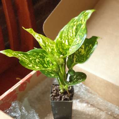 Aglaonema commutatum Eileen