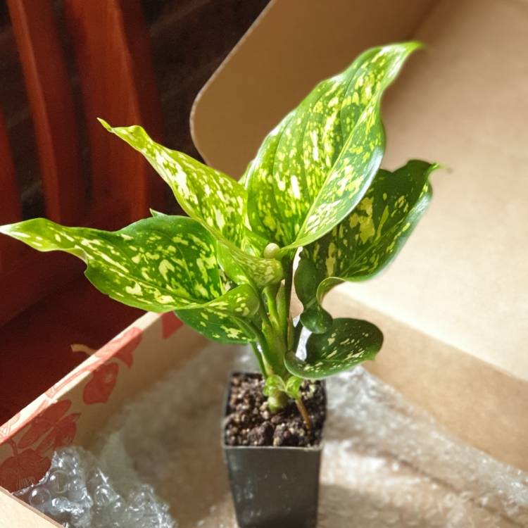 Plant image Aglaonema commutatum Eileen