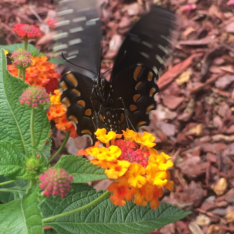 Plant image Lantana camara 'Miss Huff'