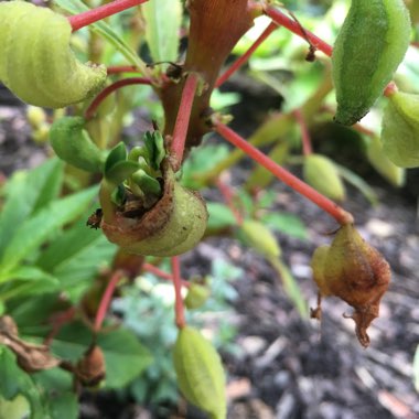 Impatiens balfourii