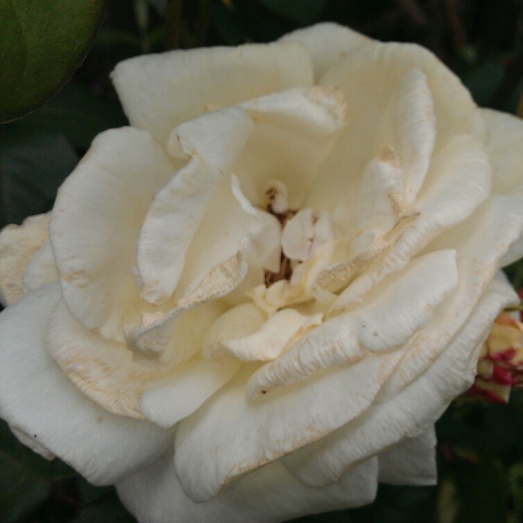 plant image 103874