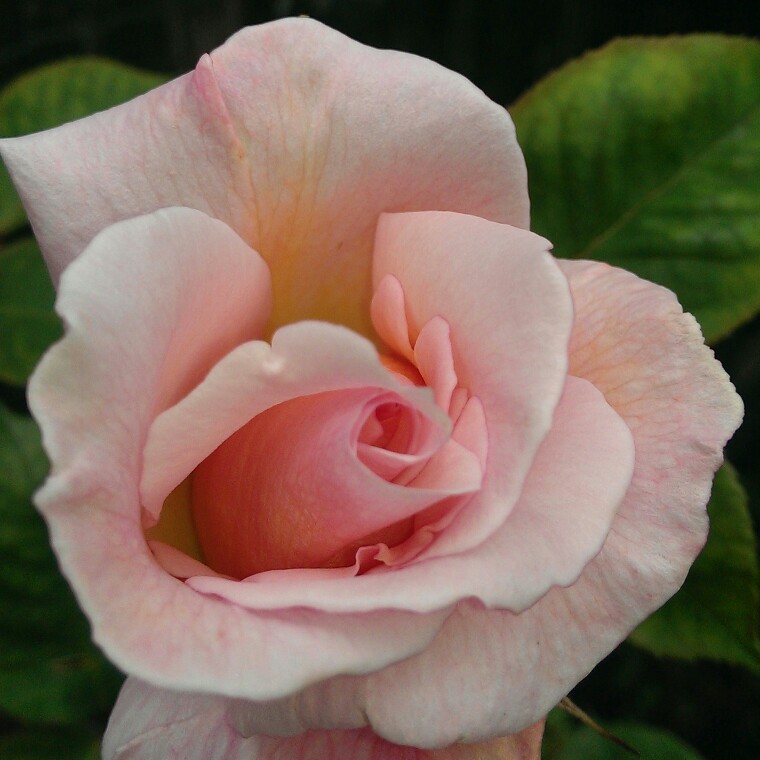 Rosa 'Pink Promise', Rose 'Pink Promise' - uploaded by @Sarni