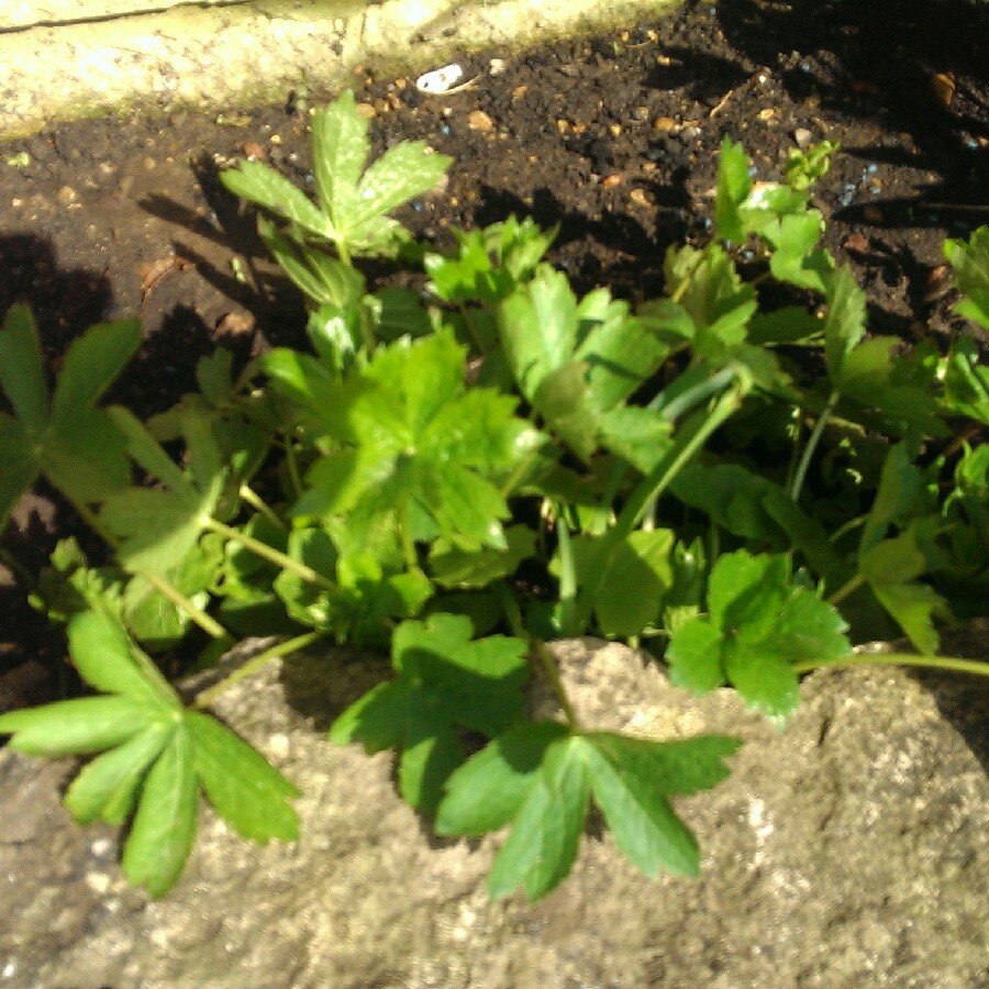 Plant image Astrantia major 'Alba'