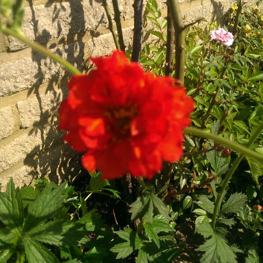 Plant image Geum 'Blazing Sunset'