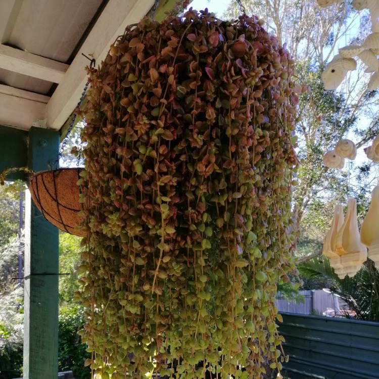 Plant image Coleus prostratus syn. Plectranthus prostratus